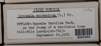 Image Associated With the Occurence